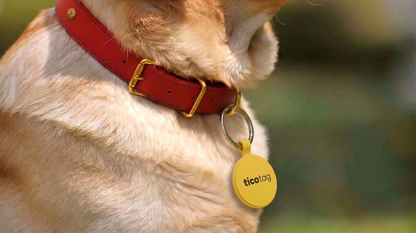Chapa de identificação Ticotag na coleira de um cão