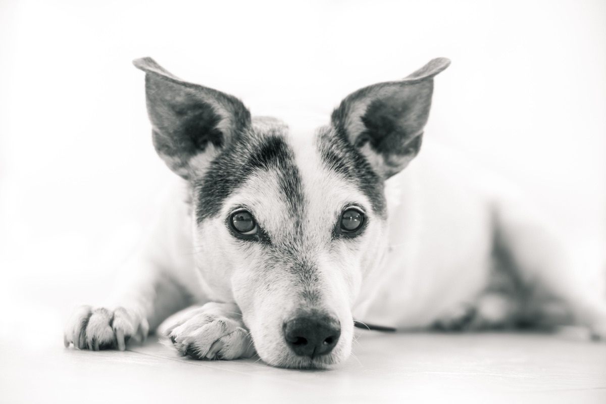Como calcular a idade do cão em anos humanos