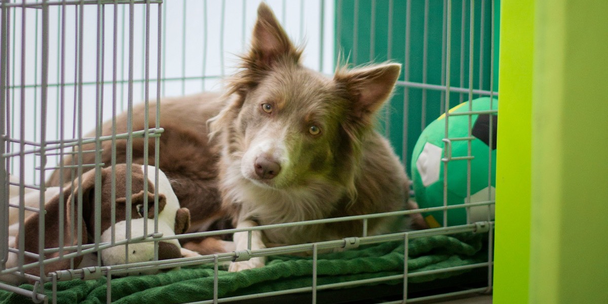 Cão num abrigo de proteção animal