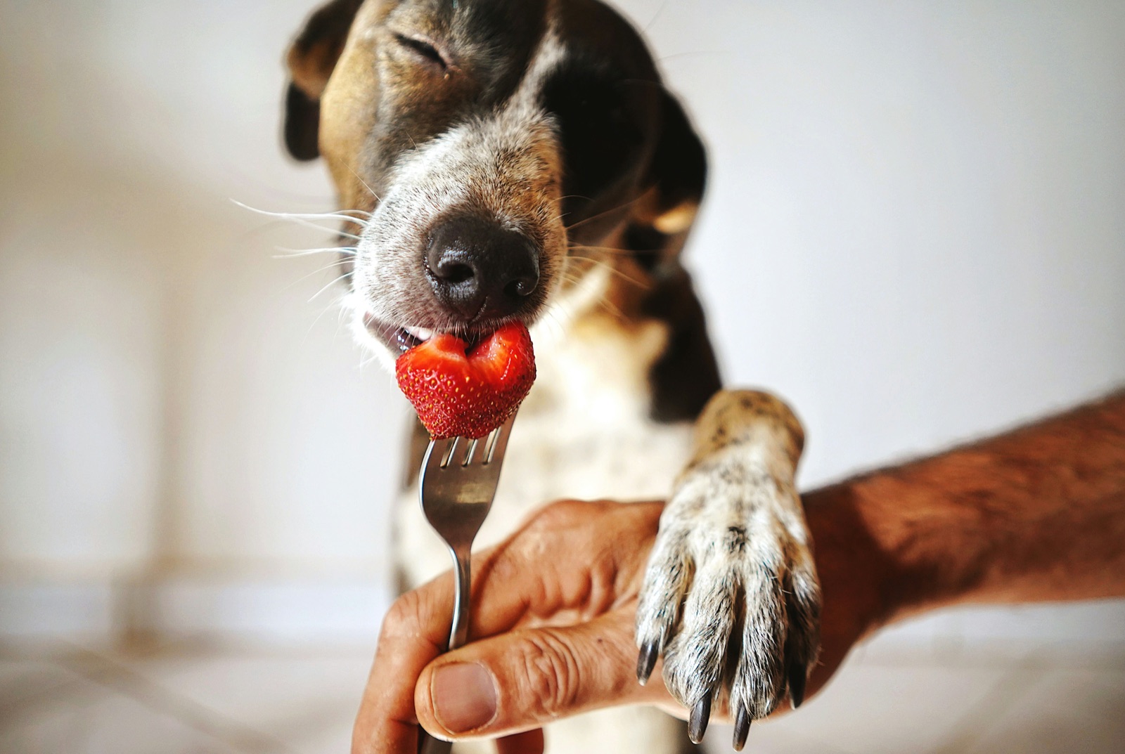 Frutas seguras e perigosas para cães