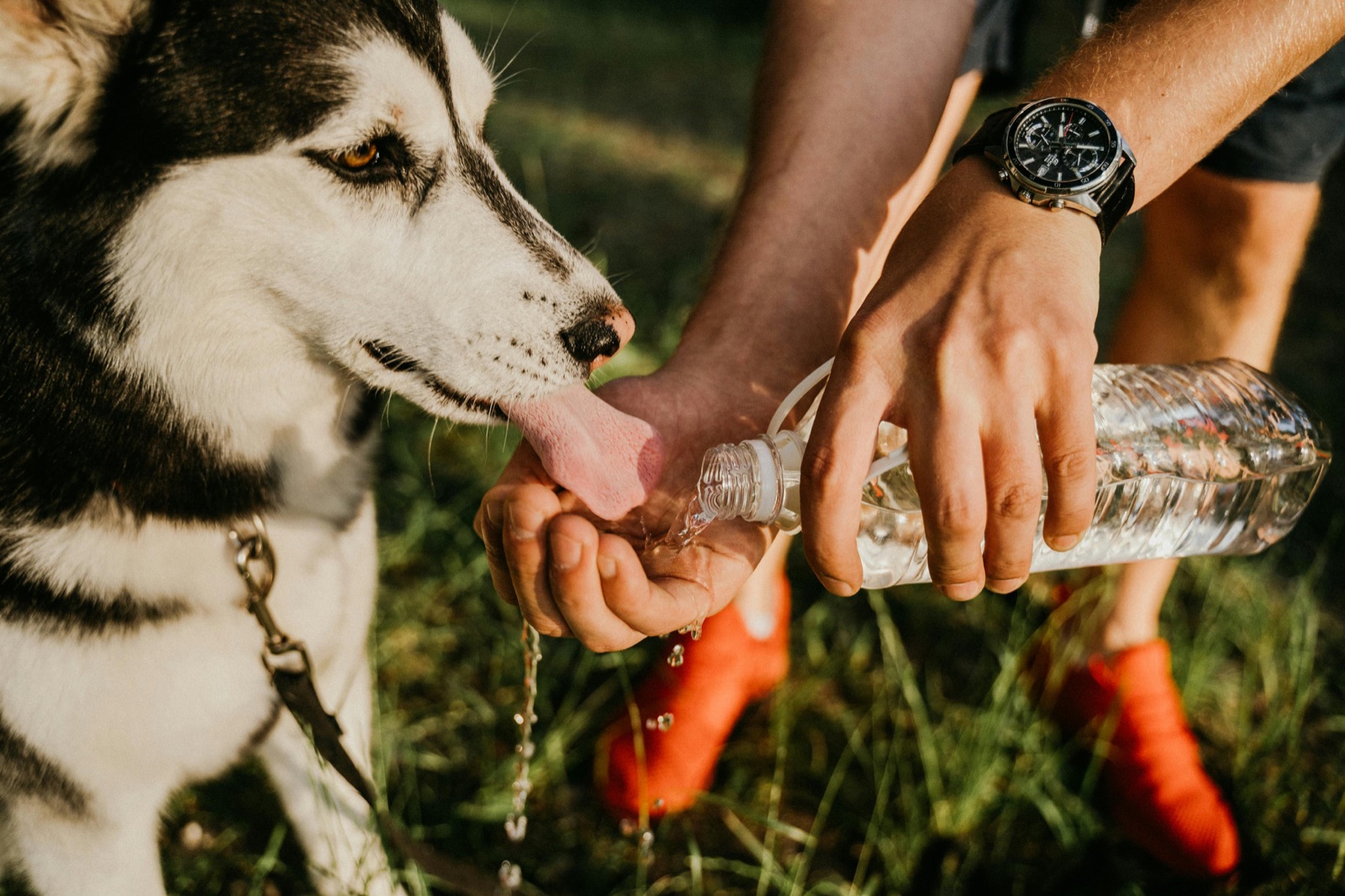 Cão a refrescar-se no verão para evitar golpe de calor