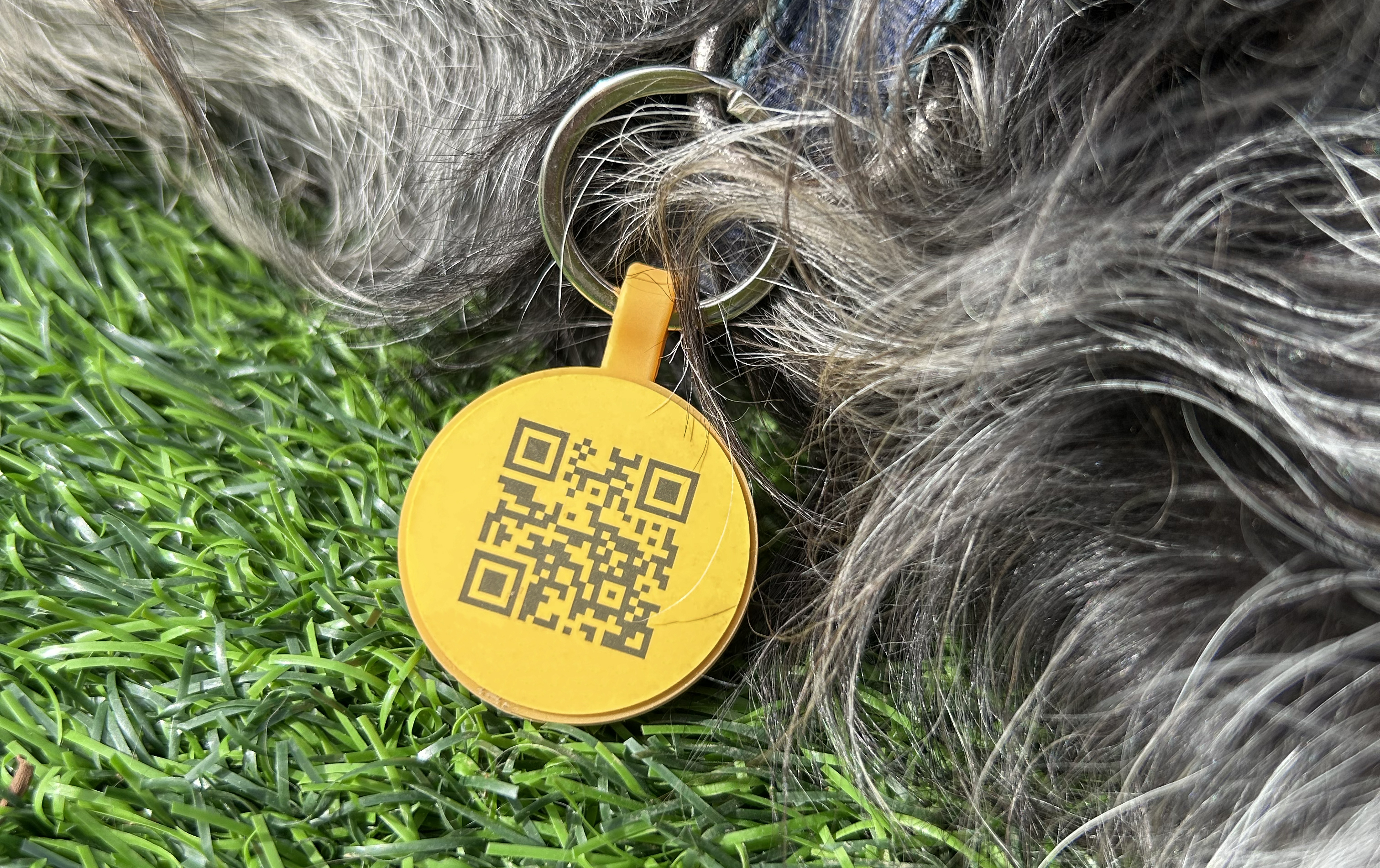 Microchip vs. chapa de identificação para cães