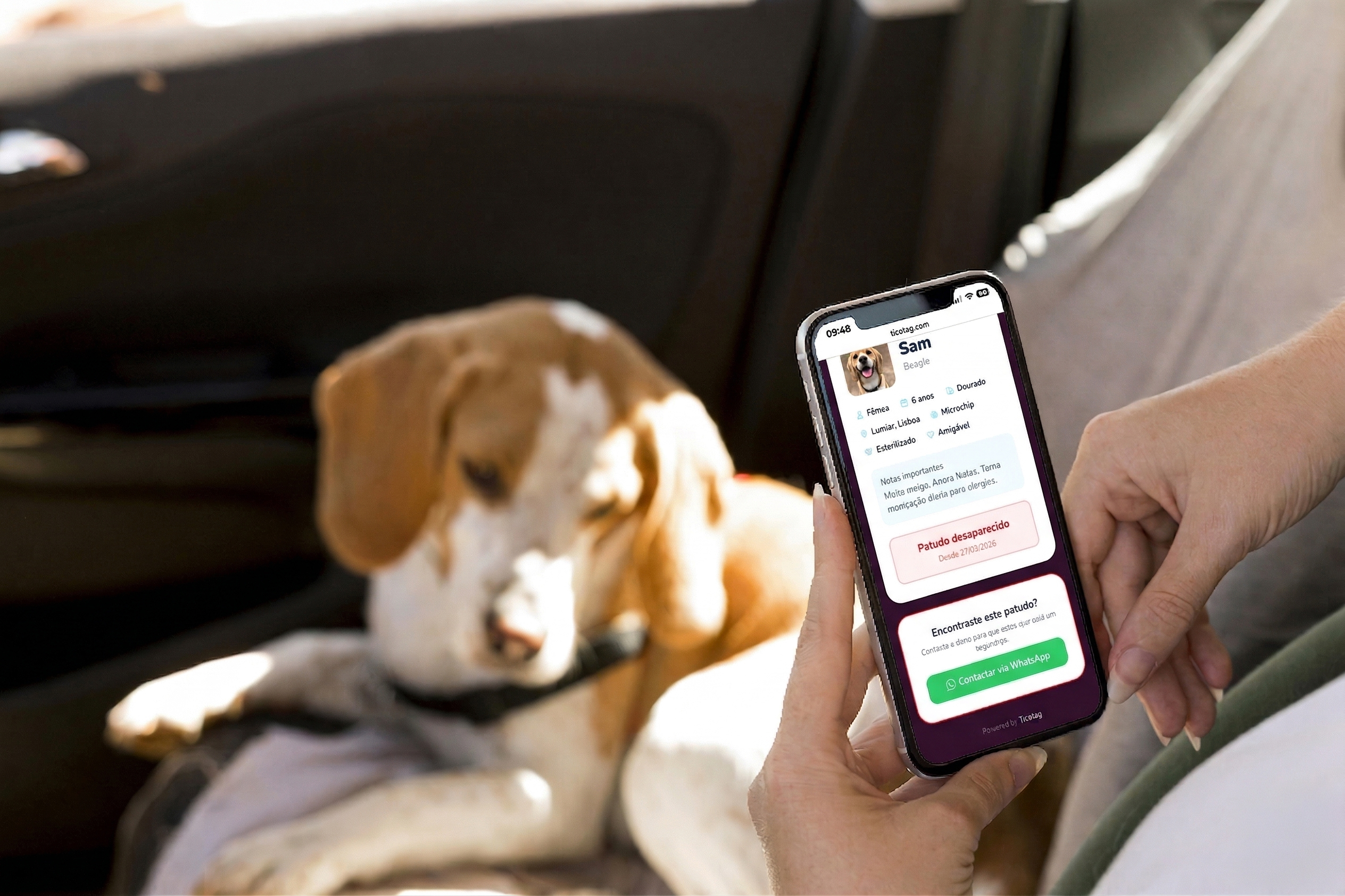 O que fazer quando encontras um animal perdido