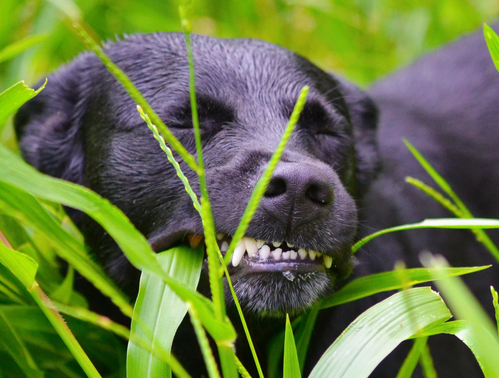 Cão a comer erva num passeio no parque