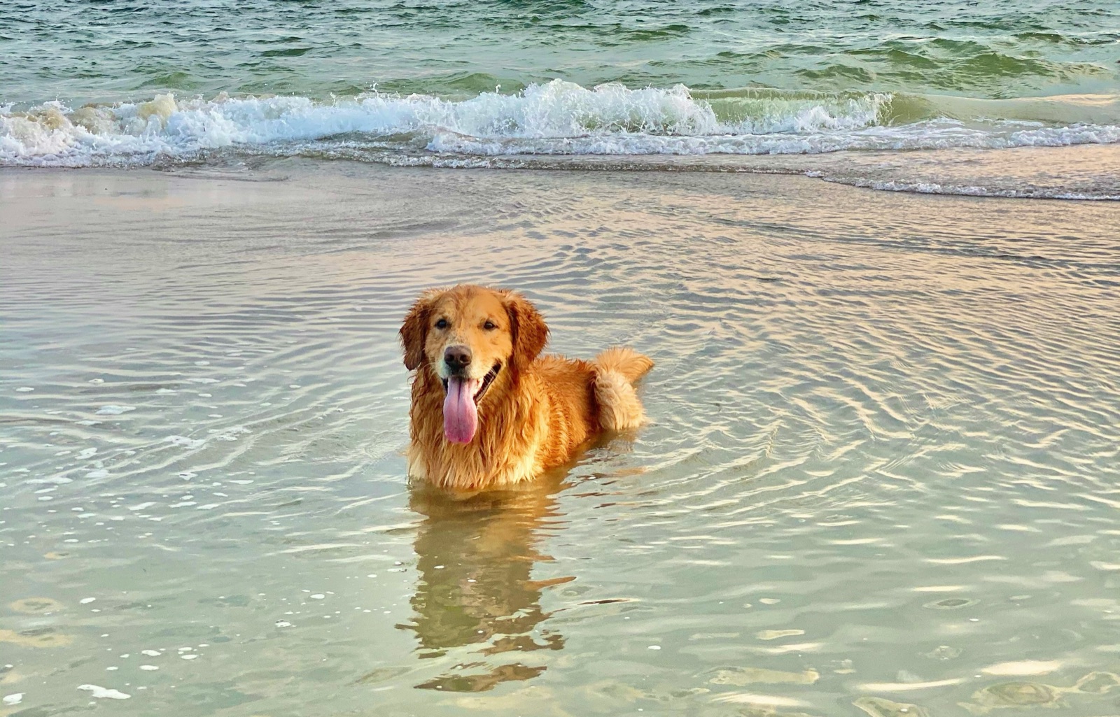 Cão na praia em Portugal