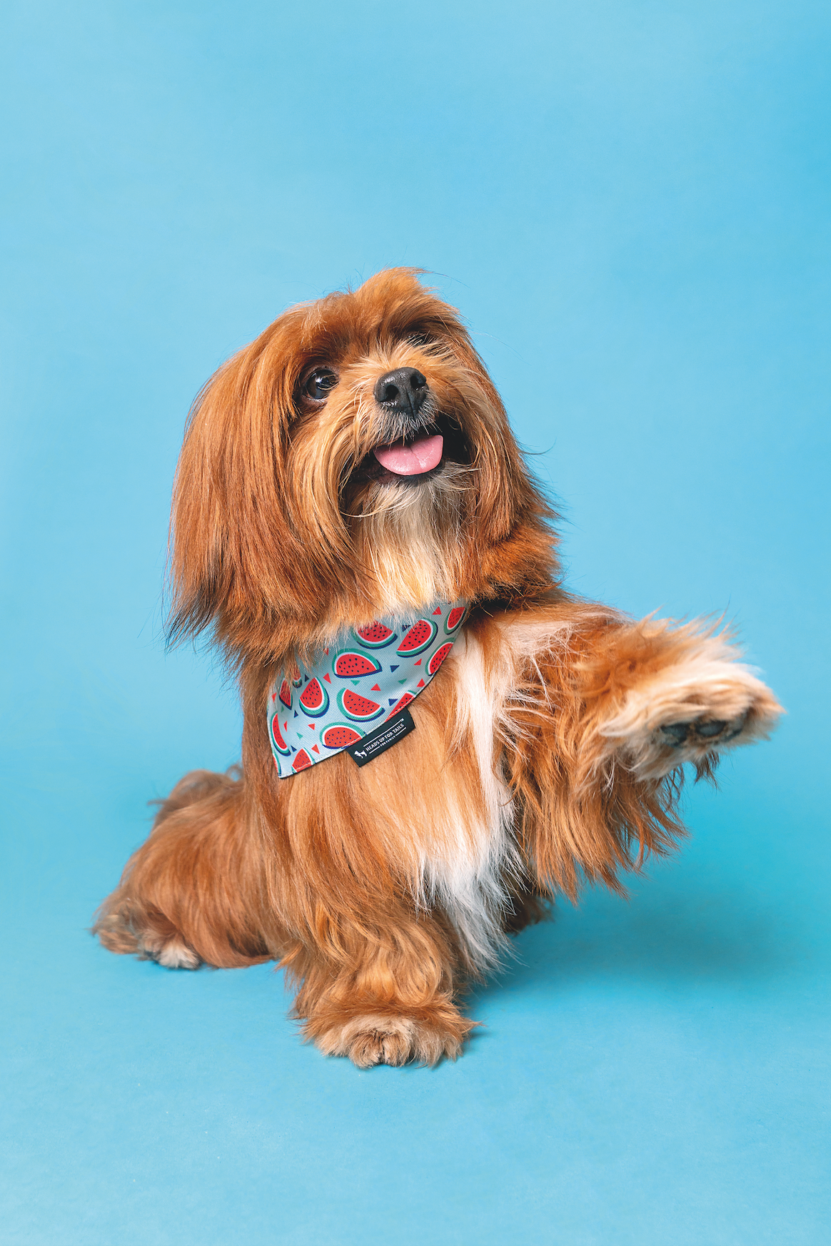 Cão feliz com etiqueta TicoTag